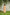 POMO CLAY – 20s POPLIN MAXI DRESS (NATURALLY DYED)