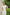 WHITE GATHERED V-NECK WAISTBAND MIDI DRESS